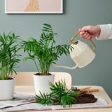 Person vander stueplanter med hvid og guld vandkande, som er pottet i hvide potter. Avis- og haveredskaber på bordet.
