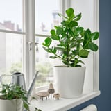 Vindueskarm med hvid plantekasse med stor CLUSIA-plante, lille træindretning og metalvandkande.
