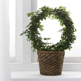 Hyacintkurv med potteplante i vindueskarmen.