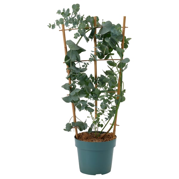 Blågrøn eukalyptus i potte med espalier af træ