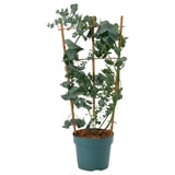 Blågrøn eukalyptus i potte med espalier af træ