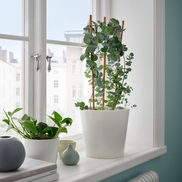 Vindueskarm med hvide krukker, frodige grønne planter, lille blå vase, bøger og udsigt til bygningen udenfor.