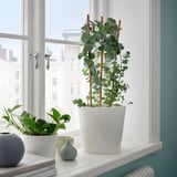 Vindueskarm med hvide krukker, frodige grønne planter, lille blå vase, bøger og udsigt til bygningen udenfor.
