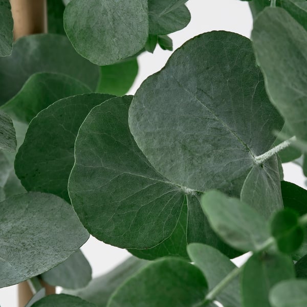 Store grønne blade af en sund, levende plante. Flere brede blade viser klare årer og glatte kanter, hvilket viser fremragende kvalitet.
