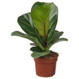 FICUS LYRATA BAMBINO i potte med grønne blade