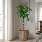 Stor, vævet FLODBJÖRK kurv, udendørs/indendørs, rummer høj bladplante, sat ved vindue, hvide vægge.
