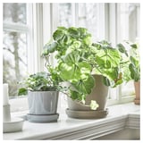 To planter i grå potter i en vindueskarm. En stor, en lille, begge med drænhuller.
