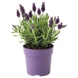 Lavendel i potte med lilla blomster