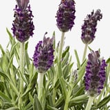 Levende lavendelplanter, fem stængler med tætte lilla blomster og frodige grønne blade.