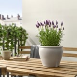 Lille hvid LAVANDULA potteplante med lilla blomster sidder på et træbord. Omgivet af en kop og bøger med udsigt over byen i baggrunden.