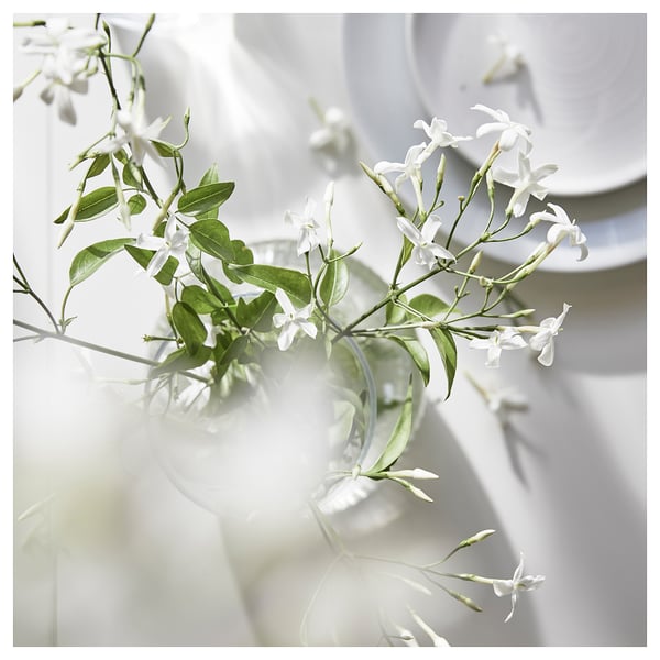Klar glasvase, der holder hvide jasminblomster med grønne blade, sat mod en lys baggrund.