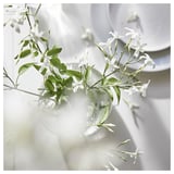 Klar glasvase, der holder hvide jasminblomster med grønne blade, sat mod en lys baggrund.