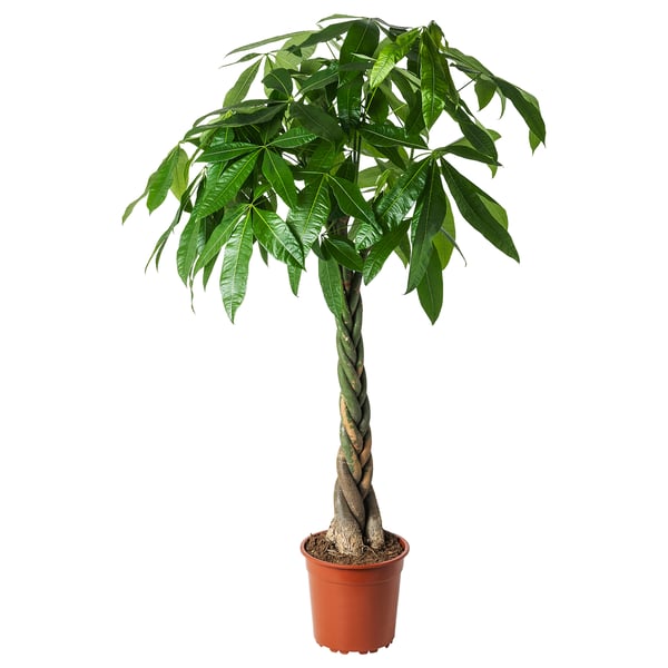 Rød plantageejer etnisk PACHIRA AQUATICA Plante, Lykkekastanje, 27 cm - IKEA