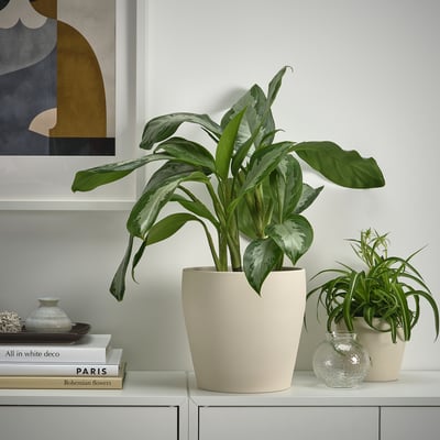 To planter i PERSILLADE-potter, hvide, lertøj, på et hvidt skab; en stor bladgrøn, en mindre med lange blade, ved siden af bøger og indretning.