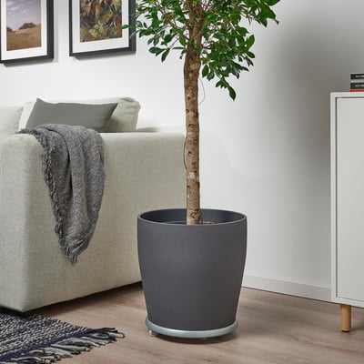 Grøn plante ved hvid sofa