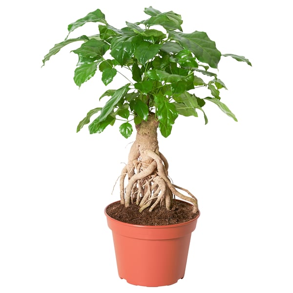 RADERMACHERA Plante, Kinadukke, 15 cm
