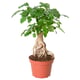 RADERMACHERA Plante, Kinadukke, 15 cm