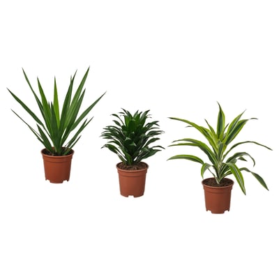 Tre grønne potteplanter, hver i brune plastikpotter, arrangeret på række.