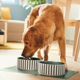 En golden retriever drikker af en sort- og hvidstribet stentøjsskål, som er stor og sidder på en grøn måtte på et trægulv.