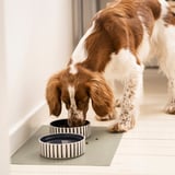 Hund spiser fra 2 UTSÅDD skåle på en måtte.
