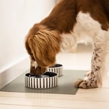 Brune og hvide hundedrikke fra UTSÅDD pet bowl, stabilt stentøjsdesign.