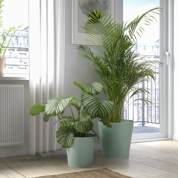 Grønne VITLÖK potter med planter nær vindue. Et bredt blad, et højt blad. Indendørs omgivelser.
