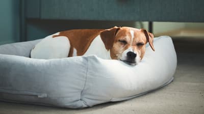 Udstyr til hunde og katte