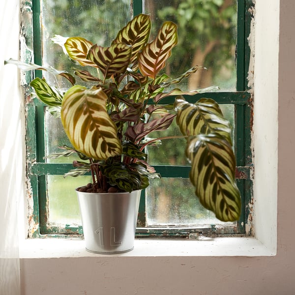 Potted plant in galvanised container sits on window sill, indoors. Green leaves with yellow stripes receive sunlight.