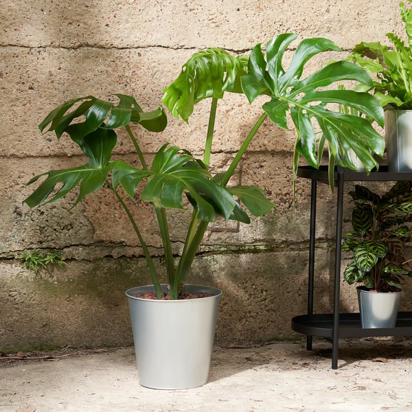 Three lush green plants in light grey pots, one in foreground, two on black metal stand against old brick wall.