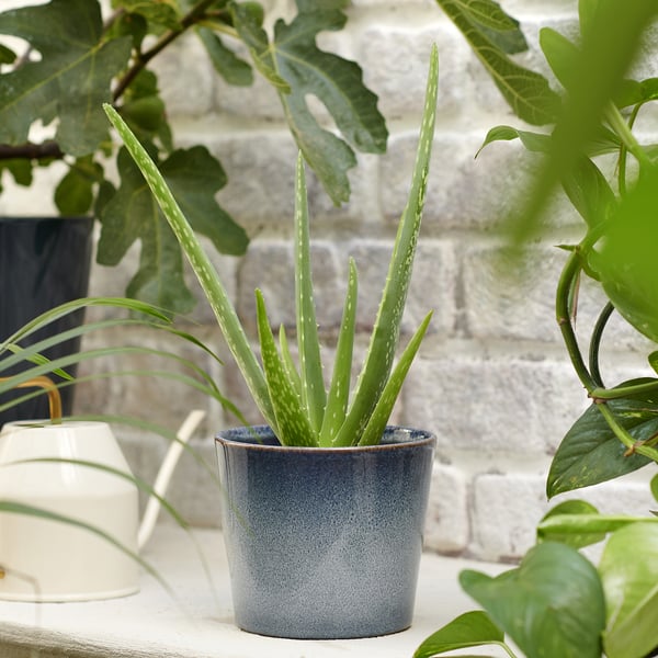 Grey-potted ALOE VERA