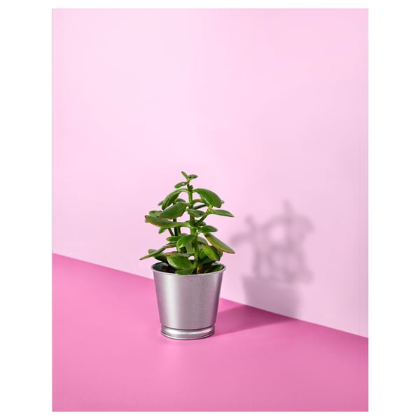 Silver-potted green plant on pink surface.