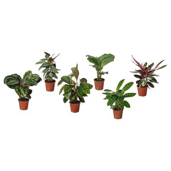 Six potted plants in brown containers, vibrant greenery, varied leaf shapes, decorative indoor.