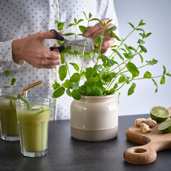 Trimming mint for green smoothies.