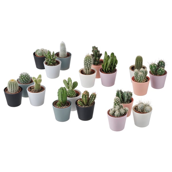 Assorted cacti in varied colours & pots; easy-care houseplants.