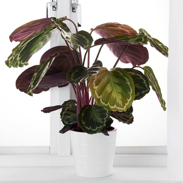 Potted plant with dark green and purple leaves, ideal for home decor.