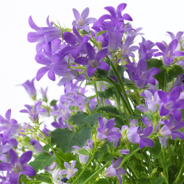 Cluster of vibrant purple bell-shaped flowers with green stems and leaves.