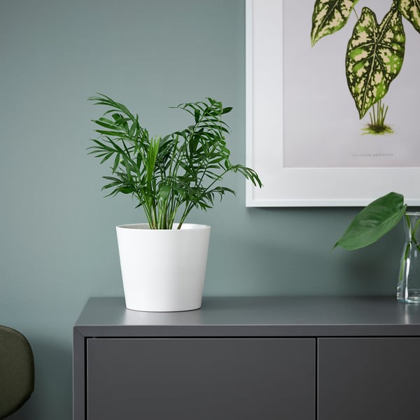 White-potted chamaedorea on grey shelf 149 characters