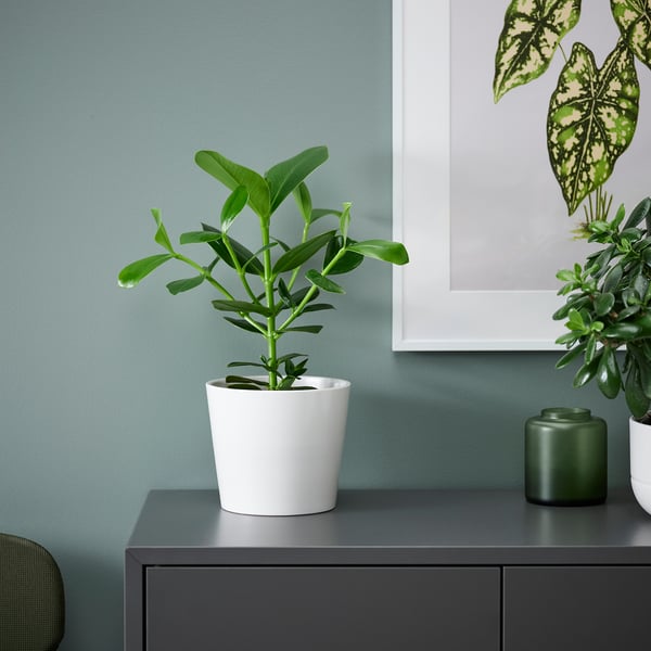White potted CLUSIA on black cabinet, green leaves against teal wall