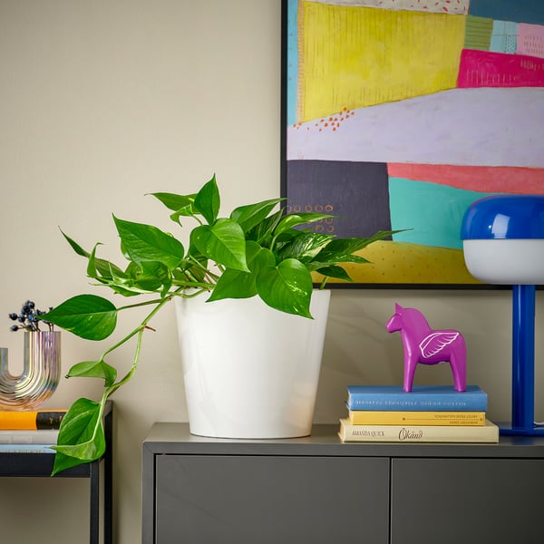 A green plant EPIPREMNUM on a shelf, contrasting with colourful art and decor.