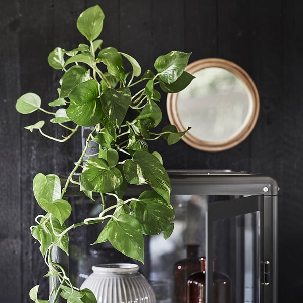 Vase with green plant beside round mirror on cabinet.