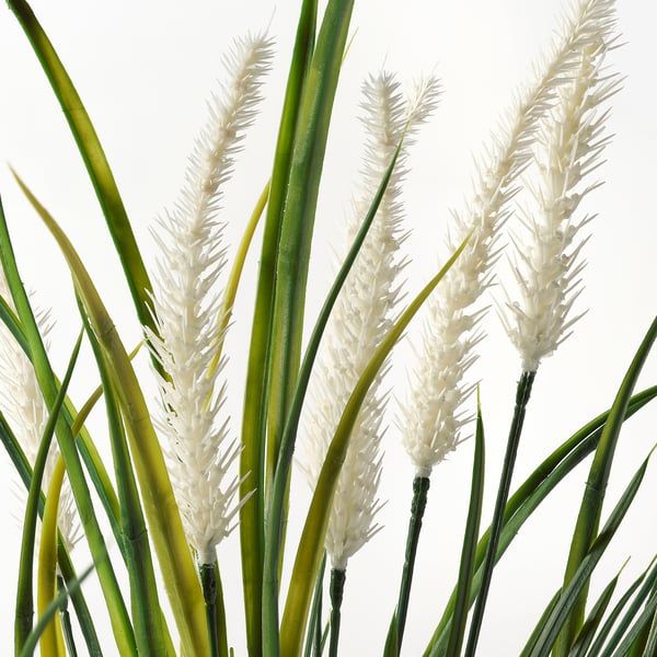 White grass-like plant with green stems, realistic and vibrant.