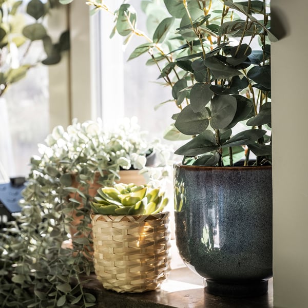 Windowsill with fern, succulent, and leafy plant.