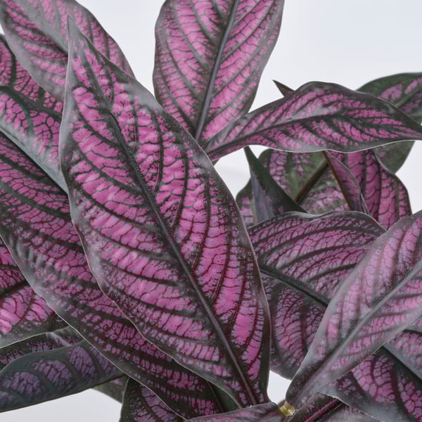 Purple-green leaves with veins, textured.