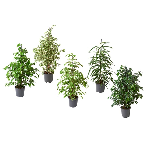 Five potted FICUS plants, lush green, in black plastic pots, arranged neatly in a row.
