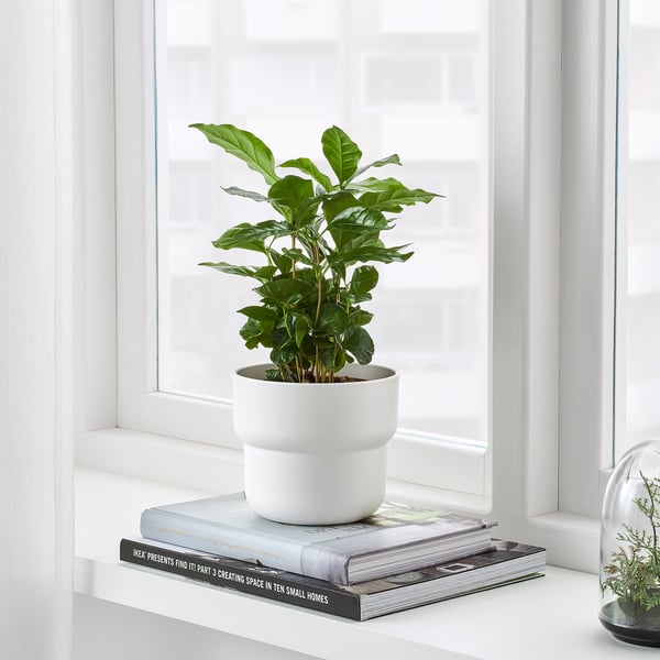 Plant by window