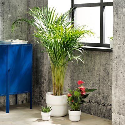 Indoor plants scene with FÖRENLIG blue cabinet, white pots, green palm, and pink flowers against concrete walls.
