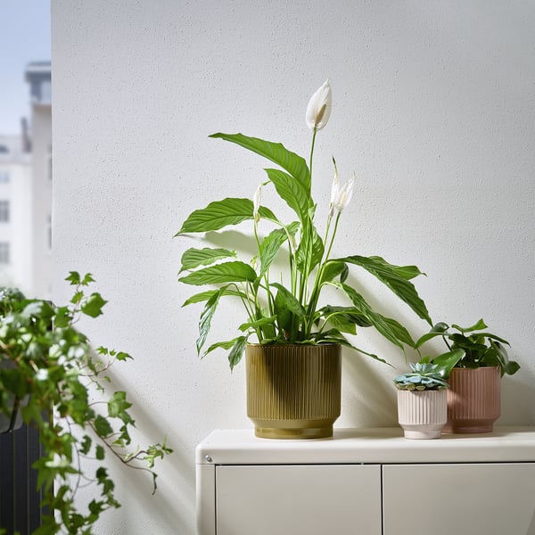 Three colourful ceramic pots on cream sideboard, holding plants of varying sizes and types against a grey wall.
