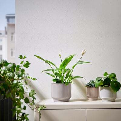 Three potted plants on a window sill. Tall white flower in middle, light streams in.