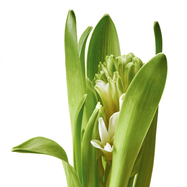 Vibrant hyacinth in bloom; lush green leaves and white flowers.