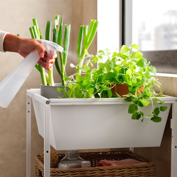 Person spraying green plants in white JOSTEIN storage box near window.